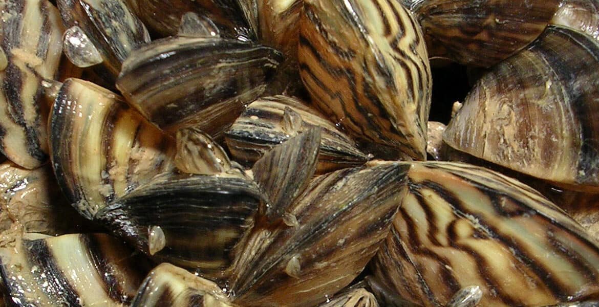 Zebra and Quagga Mussel Mitigation